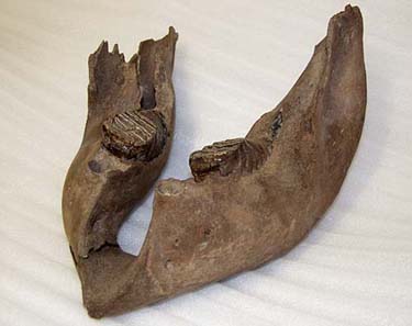 Condover mammoth mandible